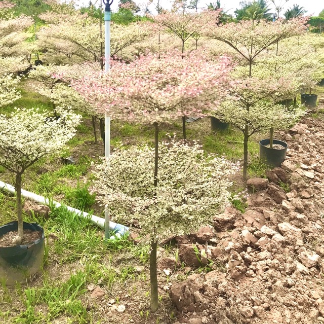 Cây bàng cẩm thạch bầu đất